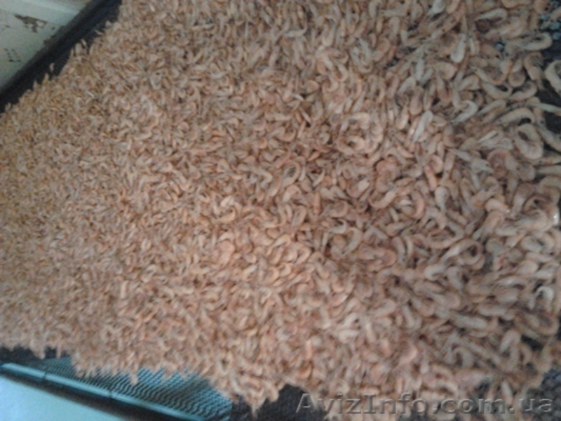 Продам   черноморскую креветку   оптом и в розницу. - <ro>Изображение</ro><ru>Изображение</ru> #3, <ru>Объявление</ru> #1317396