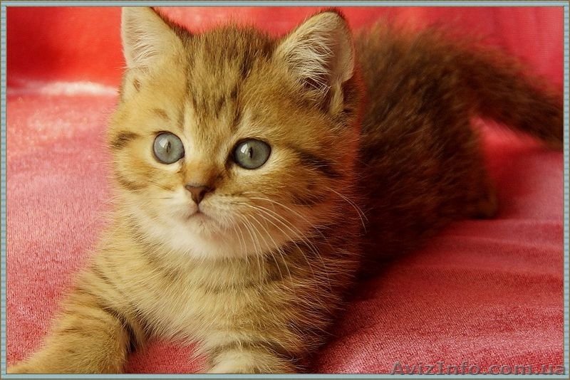 Британская золотая шиншилла - <ro>Изображение</ro><ru>Изображение</ru> #3, <ru>Объявление</ru> #1316960