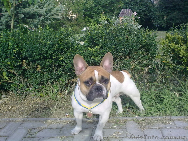 Предлагаю для вязки кобеля Французского бульдога... - <ro>Изображение</ro><ru>Изображение</ru> #3, <ru>Объявление</ru> #1322839