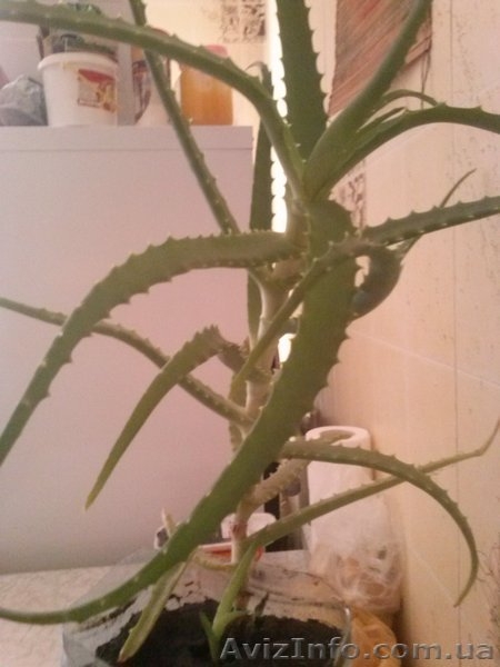 Продам Алоэ лечебное - <ro>Изображение</ro><ru>Изображение</ru> #3, <ru>Объявление</ru> #1340616