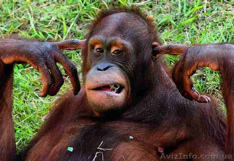 Экологичные товары, экологичный менеджмент, технологии. - <ro>Изображение</ro><ru>Изображение</ru> #6, <ru>Объявление</ru> #1355607