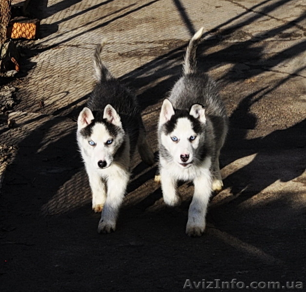 Сибирский хаски щенки КСУ-FCI  - <ro>Изображение</ro><ru>Изображение</ru> #4, <ru>Объявление</ru> #797613