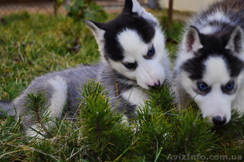 Сибирский хаски щенки КСУ-FCI  - <ro>Изображение</ro><ru>Изображение</ru> #3, <ru>Объявление</ru> #797613