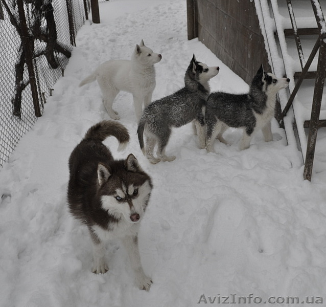 Сибирский хаски щенки КСУ-FCI  - <ro>Изображение</ro><ru>Изображение</ru> #7, <ru>Объявление</ru> #797613