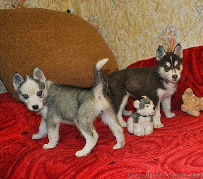 Сибирский хаски щенки КСУ-FCI  - <ro>Изображение</ro><ru>Изображение</ru> #5, <ru>Объявление</ru> #797613
