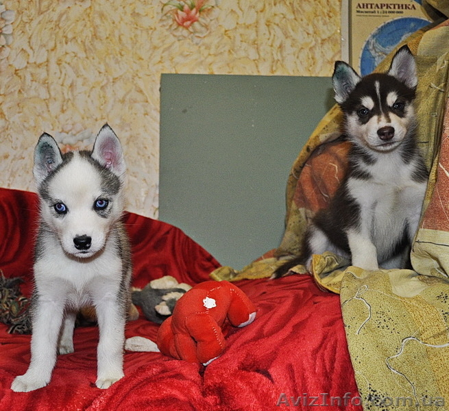 Сибирский хаски щенки КСУ-FCI  - <ro>Изображение</ro><ru>Изображение</ru> #6, <ru>Объявление</ru> #797613