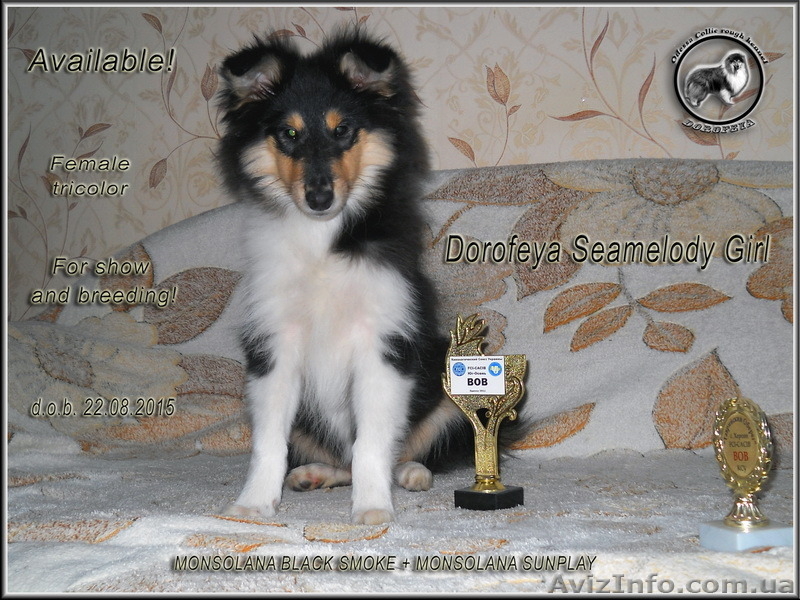 Питомник колли длинношёрстной "DOROFEYA" в Одессе !!!  - <ro>Изображение</ro><ru>Изображение</ru> #4, <ru>Объявление</ru> #660785
