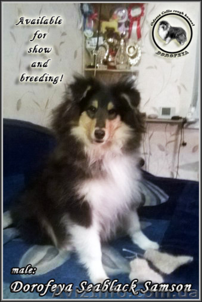 Щенки колли длинношёрстной в питомнике - <ro>Изображение</ro><ru>Изображение</ru> #5, <ru>Объявление</ru> #1218831