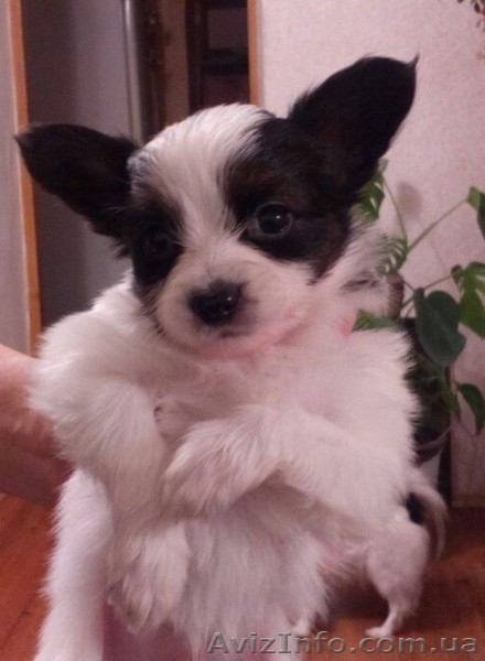   Предлагается для вязки молодой очень красивый кобель папильона - <ro>Изображение</ro><ru>Изображение</ru> #6, <ru>Объявление</ru> #1347711