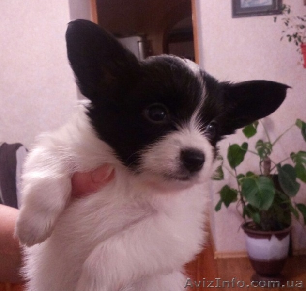   Предлагается для вязки молодой очень красивый кобель папильона - <ro>Изображение</ro><ru>Изображение</ru> #5, <ru>Объявление</ru> #1347711