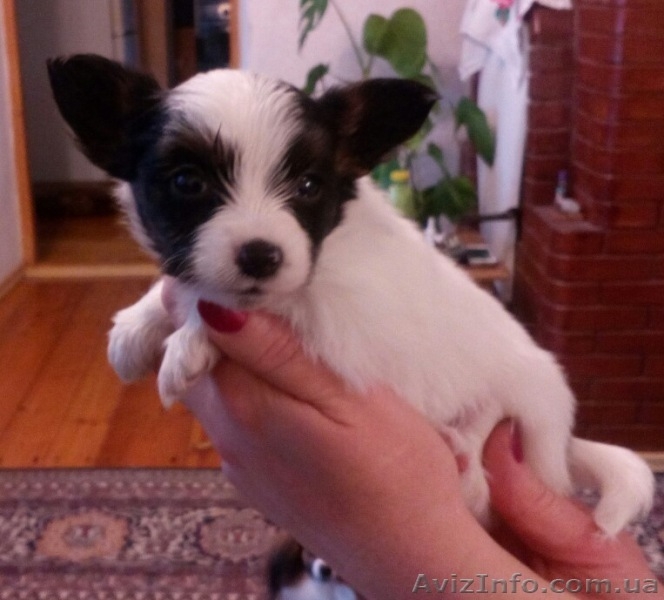 Предлагаются очень красивые щенки папильона - <ro>Изображение</ro><ru>Изображение</ru> #3, <ru>Объявление</ru> #1376893