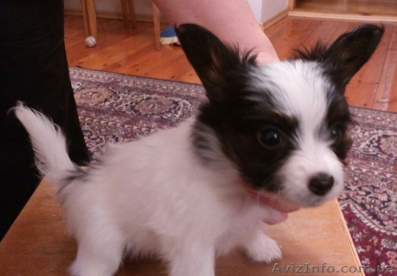 Предлагаются очень красивые щенки папильона - <ro>Изображение</ro><ru>Изображение</ru> #4, <ru>Объявление</ru> #1376893