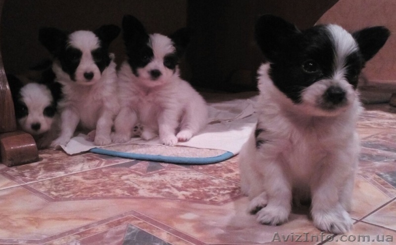   Предлагается для вязки молодой очень красивый кобель папильона - <ro>Изображение</ro><ru>Изображение</ru> #7, <ru>Объявление</ru> #1347711