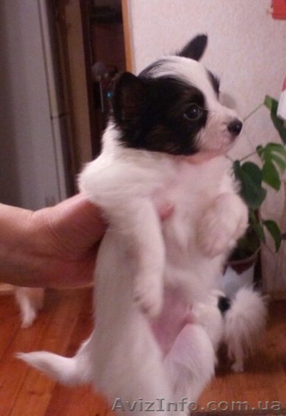 Предлагаются очень красивые щенки папильона - <ro>Изображение</ro><ru>Изображение</ru> #5, <ru>Объявление</ru> #1376893