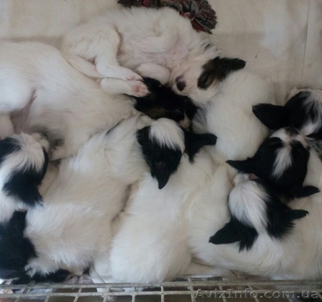 Предлагаются очень красивые щенки папильона - <ro>Изображение</ro><ru>Изображение</ru> #8, <ru>Объявление</ru> #1376893