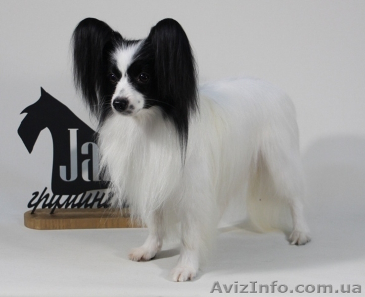 Предлагаются очень красивые щенки папильона - <ro>Изображение</ro><ru>Изображение</ru> #7, <ru>Объявление</ru> #1376893