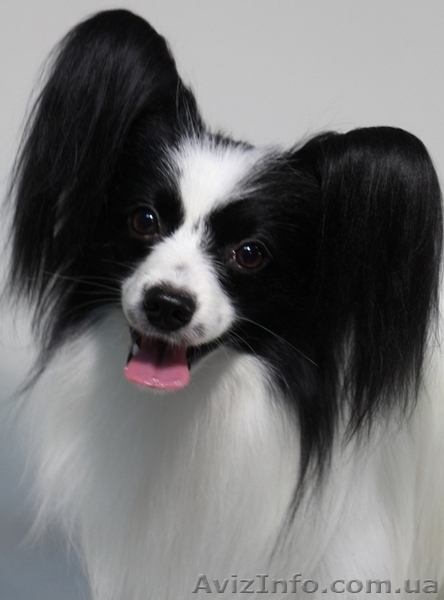   Предлагается для вязки молодой очень красивый кобель папильона - <ro>Изображение</ro><ru>Изображение</ru> #4, <ru>Объявление</ru> #1347711