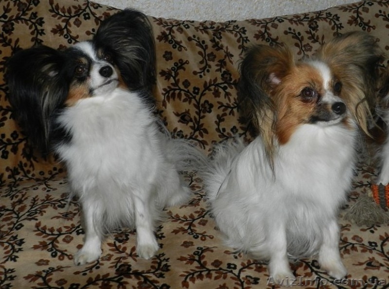 Предлагаются очень красивые щенки папильона - <ro>Изображение</ro><ru>Изображение</ru> #6, <ru>Объявление</ru> #1376893