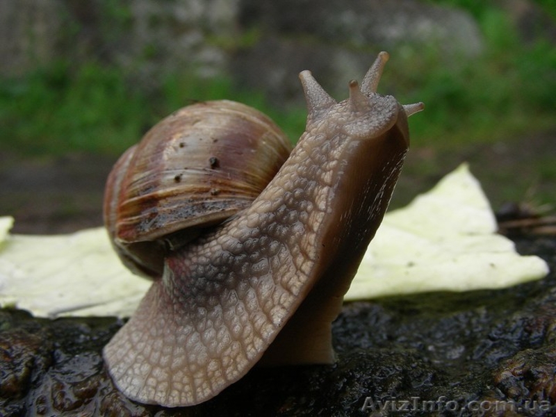 Тур Украина Николаевская область - <ro>Изображение</ro><ru>Изображение</ru> #3, <ru>Объявление</ru> #1374971