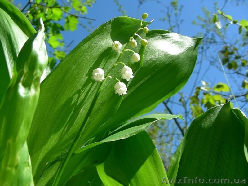 Туризм и экскурсии в Украине походы - <ro>Изображение</ro><ru>Изображение</ru> #3, <ru>Объявление</ru> #1374970