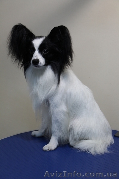   Предлагается для вязки молодой очень красивый кобель папильона - <ro>Изображение</ro><ru>Изображение</ru> #3, <ru>Объявление</ru> #1347711