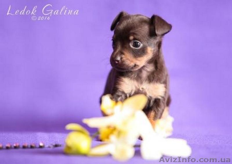 Щенки той-терьера КСУ - <ro>Изображение</ro><ru>Изображение</ru> #3, <ru>Объявление</ru> #1388965