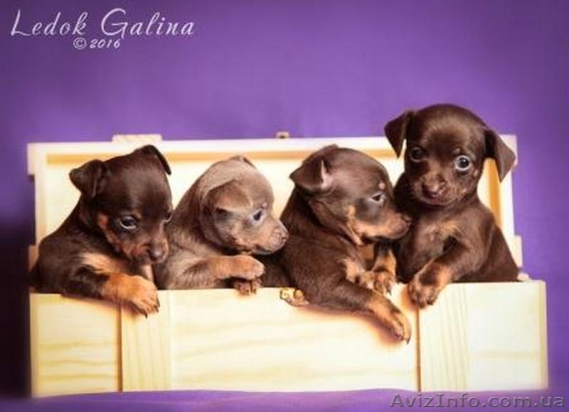 Щенки той-терьера КСУ - <ro>Изображение</ro><ru>Изображение</ru> #4, <ru>Объявление</ru> #1388965