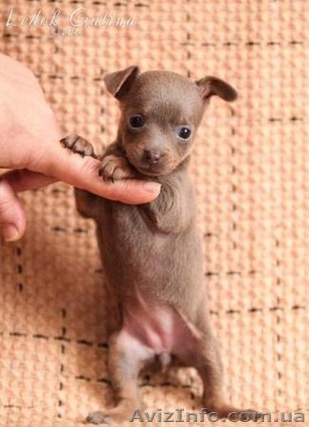 Щенки той-терьера КСУ - <ro>Изображение</ro><ru>Изображение</ru> #5, <ru>Объявление</ru> #1388965