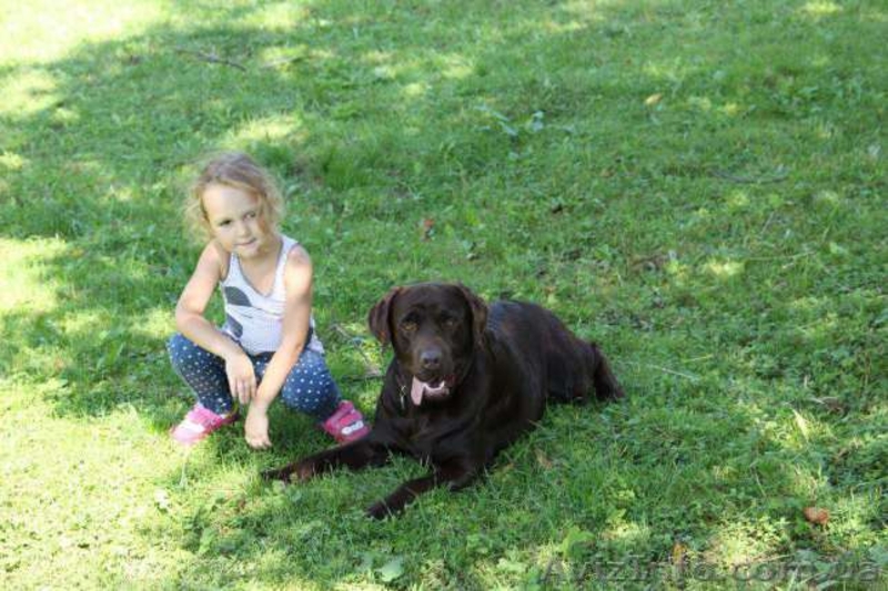 вязка лабрадор шоколадный лабрадор вязка - <ro>Изображение</ro><ru>Изображение</ru> #3, <ru>Объявление</ru> #1409978