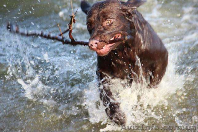 вязка лабрадор шоколадный лабрадор вязка - <ro>Изображение</ro><ru>Изображение</ru> #4, <ru>Объявление</ru> #1409978