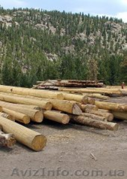 Строительство деревянных срубов - <ro>Изображение</ro><ru>Изображение</ru> #3, <ru>Объявление</ru> #1418450