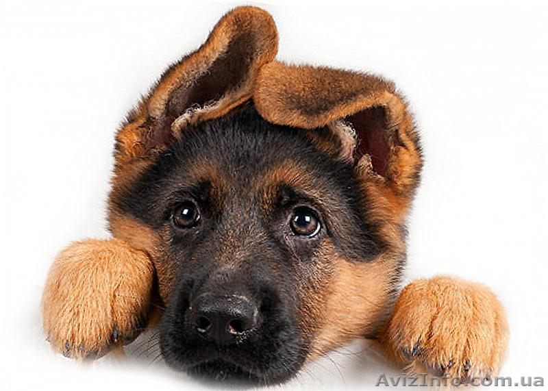 Немецкая Овчарка-щенки - <ro>Изображение</ro><ru>Изображение</ru> #3, <ru>Объявление</ru> #1446205