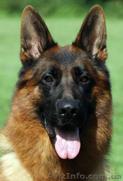 Немецкая Овчарка-щенки - <ro>Изображение</ro><ru>Изображение</ru> #4, <ru>Объявление</ru> #1446205