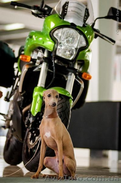 Продается щенок левретки (малая итальянская борзая) - <ro>Изображение</ro><ru>Изображение</ru> #3, <ru>Объявление</ru> #1445187