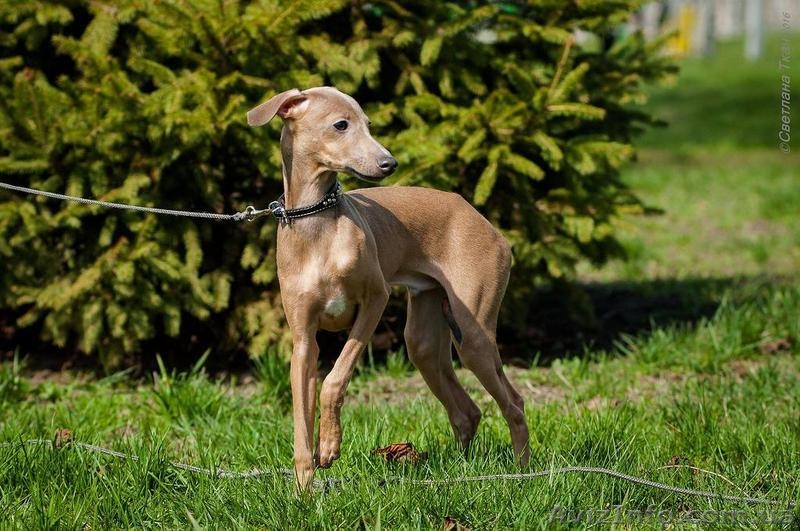 Продается щенок левретки (малая итальянская борзая) - <ro>Изображение</ro><ru>Изображение</ru> #4, <ru>Объявление</ru> #1445187