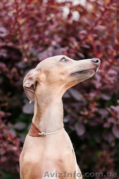 Продается щенок левретки (малая итальянская борзая) - <ro>Изображение</ro><ru>Изображение</ru> #5, <ru>Объявление</ru> #1445187