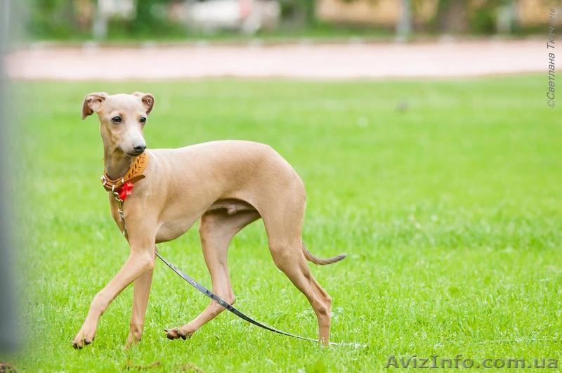Продается щенок левретки (малая итальянская борзая) - <ro>Изображение</ro><ru>Изображение</ru> #6, <ru>Объявление</ru> #1445187