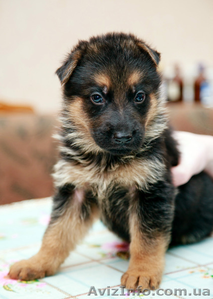 Немецкая Овчарка-щенки - <ro>Изображение</ro><ru>Изображение</ru> #5, <ru>Объявление</ru> #1446205