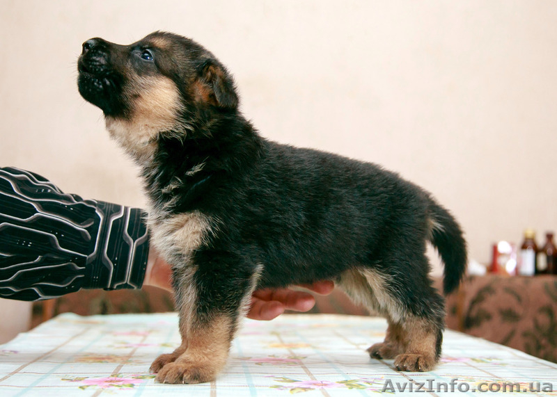 Немецкая Овчарка-щенки - <ro>Изображение</ro><ru>Изображение</ru> #6, <ru>Объявление</ru> #1446205