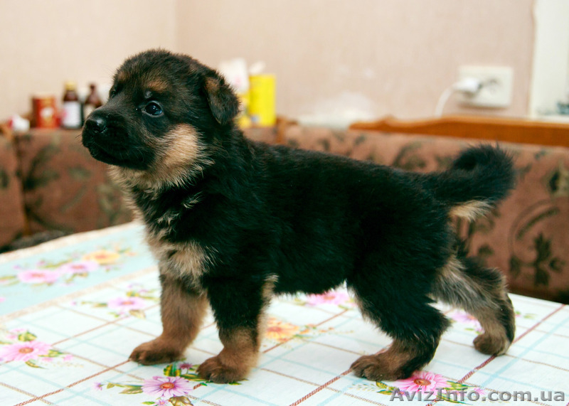 Немецкая Овчарка-щенки - <ro>Изображение</ro><ru>Изображение</ru> #7, <ru>Объявление</ru> #1446205