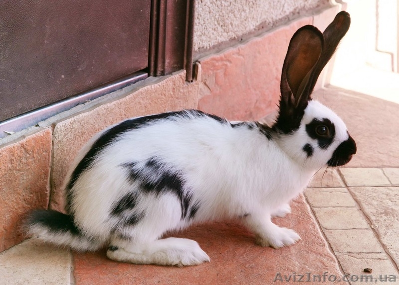 Немецкий Пестрый Великан-Строкач - <ro>Изображение</ro><ru>Изображение</ru> #4, <ru>Объявление</ru> #1446214