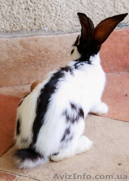 Немецкий Пестрый Великан-Строкач - <ro>Изображение</ro><ru>Изображение</ru> #5, <ru>Объявление</ru> #1446214