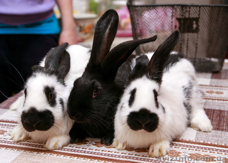 Немецкий Пестрый Великан-Строкач - <ro>Изображение</ro><ru>Изображение</ru> #3, <ru>Объявление</ru> #1446214