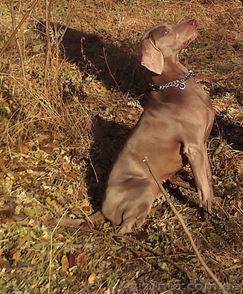 Щенки  веймаранера от выездной вязки  с сыном Чемпиона Мира!!!  - <ro>Изображение</ro><ru>Изображение</ru> #3, <ru>Объявление</ru> #1434080