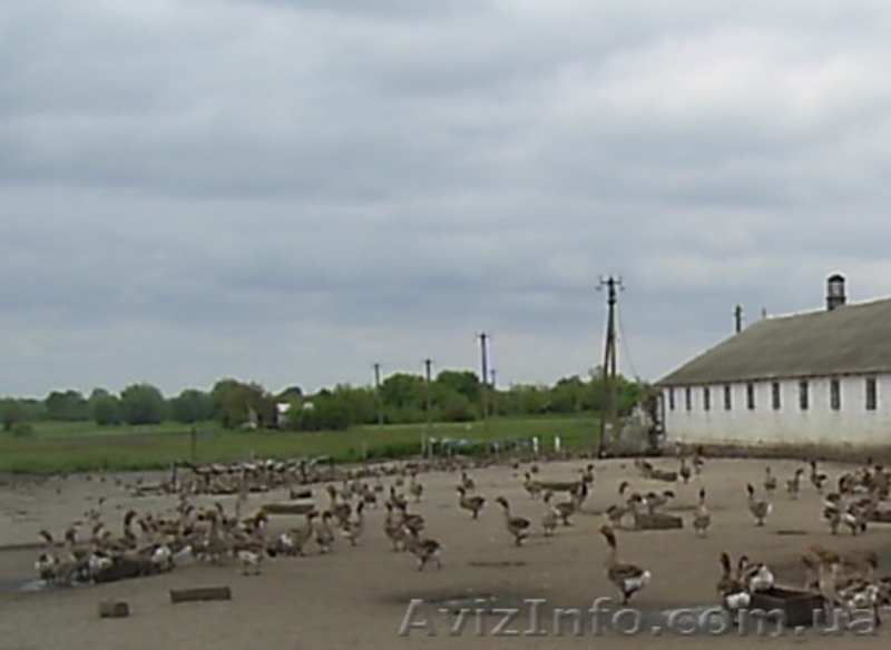 Для совместного развития фермерского хозяйства.  - <ro>Изображение</ro><ru>Изображение</ru> #3, <ru>Объявление</ru> #1454933