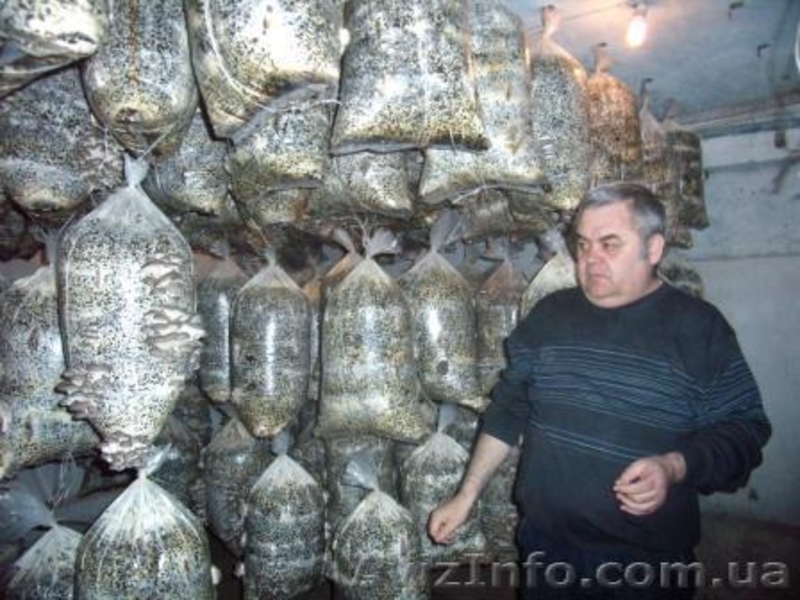 Выращивание грибов у себя дома на даче, на производстве. - <ro>Изображение</ro><ru>Изображение</ru> #2, <ru>Объявление</ru> #1460564