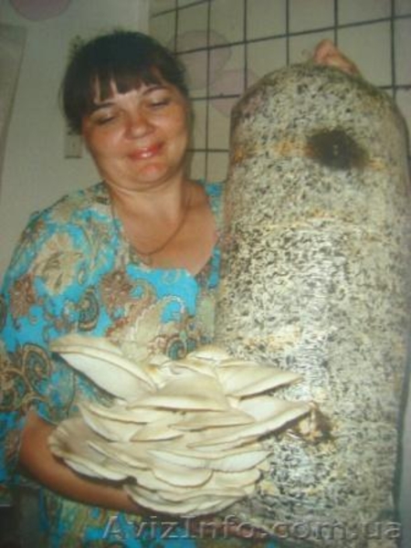 Выращивание грибов у себя дома на даче, на производстве. - <ro>Изображение</ro><ru>Изображение</ru> #3, <ru>Объявление</ru> #1460564