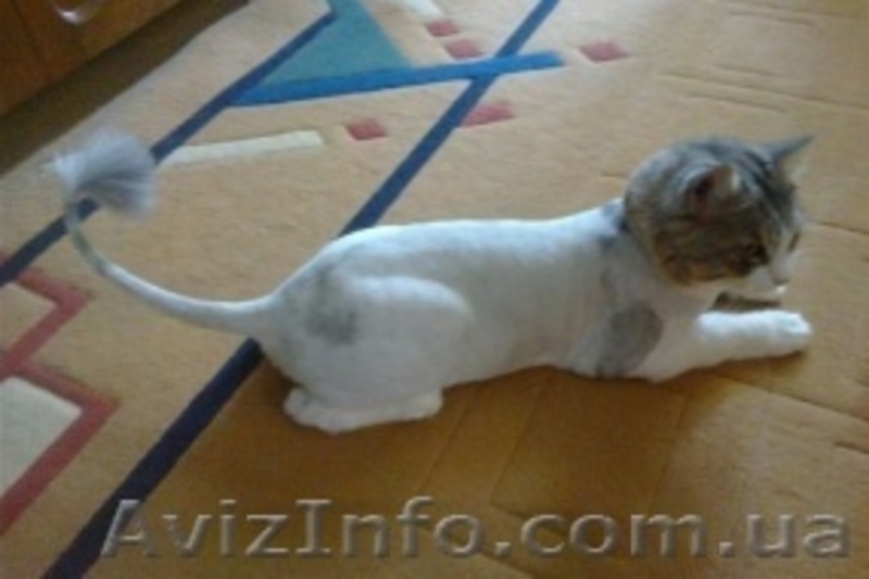 Стрижка домашних животных - <ro>Изображение</ro><ru>Изображение</ru> #3, <ru>Объявление</ru> #1468523