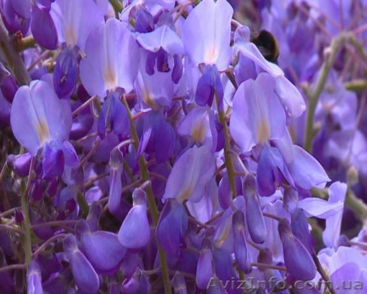 Саженцы сказочной морозоустойчивой Вистерии, Глицинии цена от 25 грн. - <ro>Изображение</ro><ru>Изображение</ru> #4, <ru>Объявление</ru> #1484165