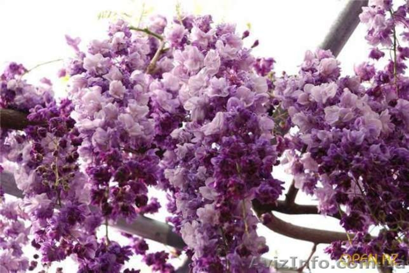 Саженцы сказочной морозоустойчивой Вистерии, Глицинии цена от 25 грн. - <ro>Изображение</ro><ru>Изображение</ru> #5, <ru>Объявление</ru> #1484165